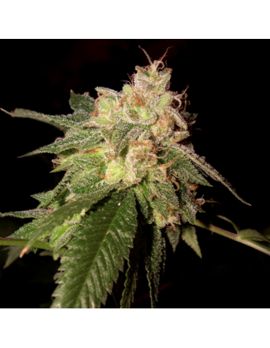 Dna Genetics Og Kush Fem - Imagen 1