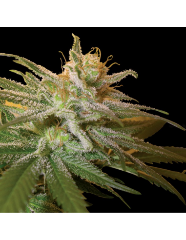 Dna Genetics Kushberry Fem. - Imagen 1