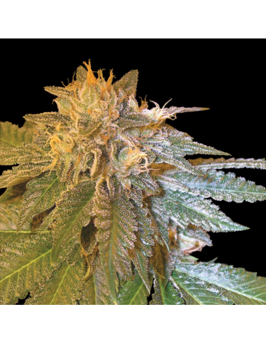 Dna Genetics La Confidential Fem. - Imagen 1