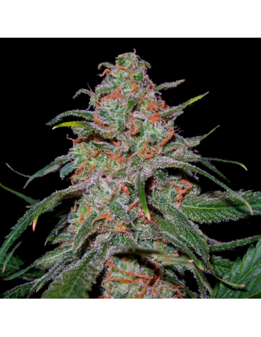 Dna Genetics Lemon Skunk Fem - Imagen 1