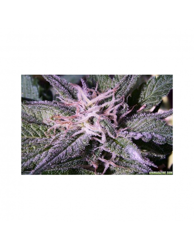 Dna Genetics Sharksbreath Fem. - Imagen 1