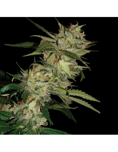 Dna Genetics Sleestack Fem. - Imagen 1