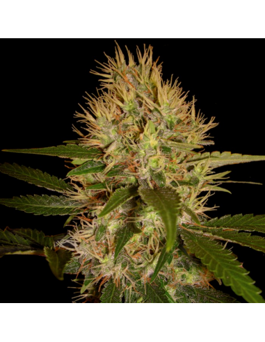 Dna Genetics Martian Mean Green Fem. - Imagen 1