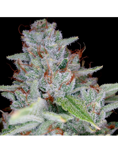 Dna Genetics Skywalker Kush Fem - Imagen 1