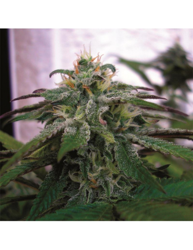 Dna Genetics X18 Pure Pakistani Fem - Imagen 1