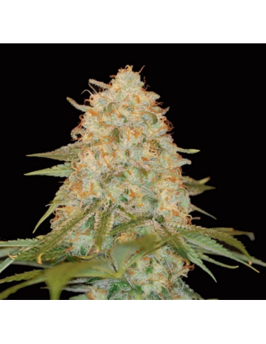 Dna Genetics La Chocolat Fem - Imagen 1