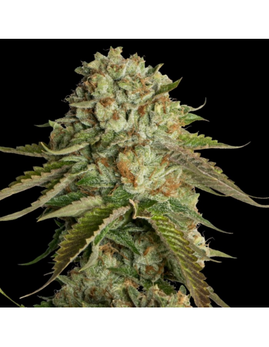 Dna Genetics Kosher Kush Fem. - Imagen 1