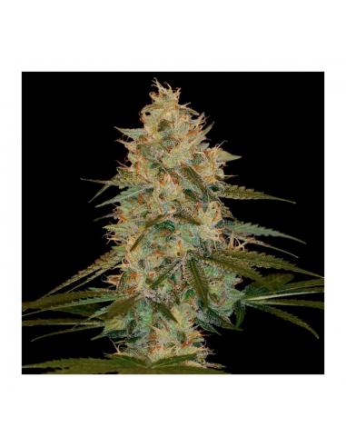 Dna Genetics Chocolope Kush Fem. - Imagen 1