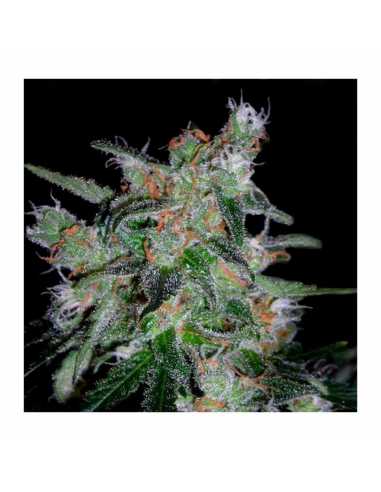 Dna Genetics 60 Day Lemon 3Und Fem. - Imagen 1