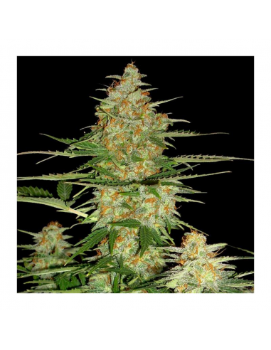 Dna Genetics 60 Day Wonder Auto. - Imagen 1