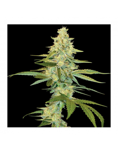 Dna Genetics Cannalope Kush Fem. - Imagen 1