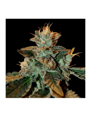 Dna Genetics Cataract Kush Fem. - Imagen 1