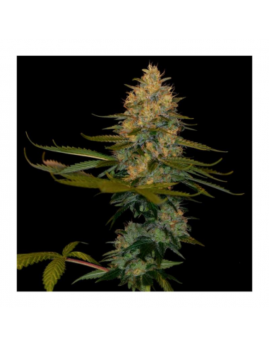 Dna Genetics Exodus Kush Fem. - Imagen 1