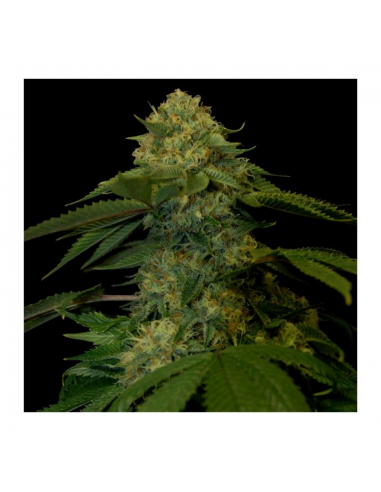 Dna Genetics Holy Grail Kush Fem. - Imagen 1