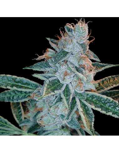 Dna Genetics Lemon Og Kush Fem - Imagen 1