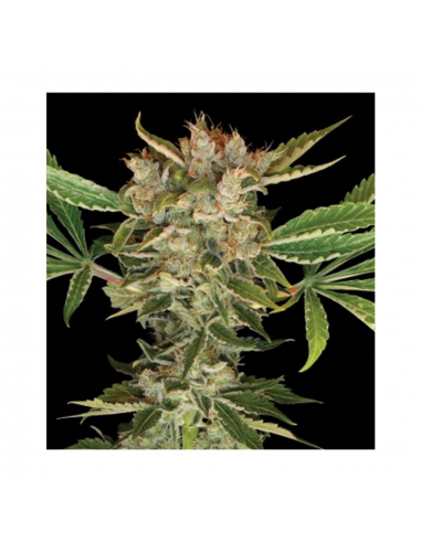 Dna Genetics Martian Kush Fem. - Imagen 1