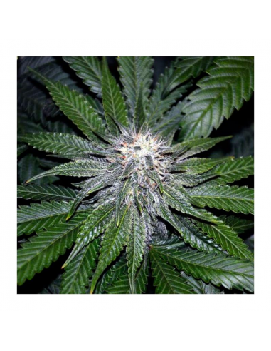 Dna Genetics OG La Affie 3Und Fem. - Imagen 1