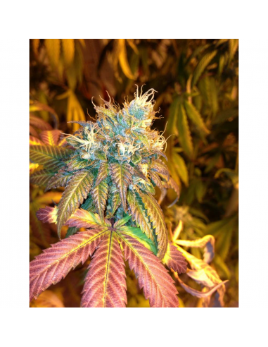 Dna Genetics Sour Secret Fem - Imagen 1