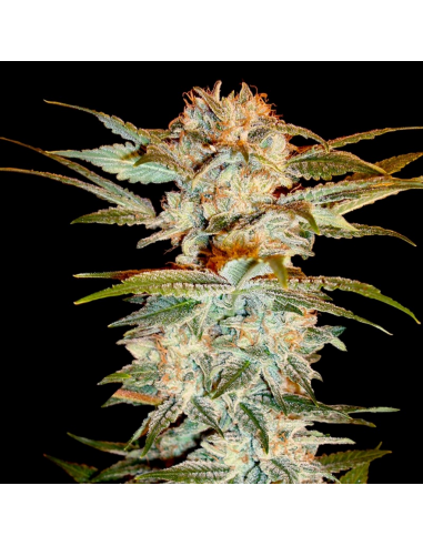 Dna Genetics Stacked Kush Fem - Imagen 1