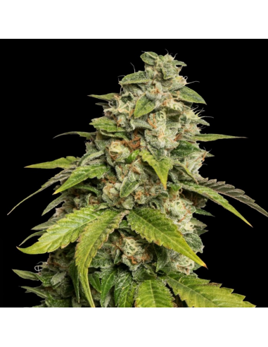 Dna Genetics Sour Kush Fem - Imagen 1