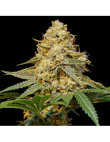 Dna Genetics Silver Kush Fem. - Imagen 1