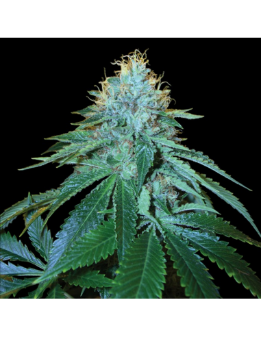 Dna Genetics The Og 18 Fem. - Imagen 1