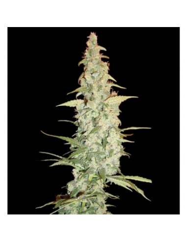 Dna Genetics Cole Train Fem - Imagen 1