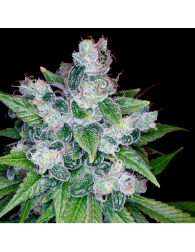 Dna Genetics Kandy Kush Fem. - Imagen 1