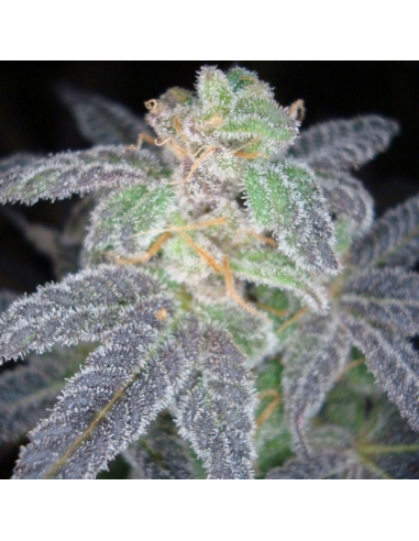 Dna Genetics Purple Og 18 Fem - Imagen 1