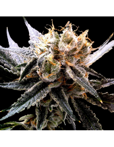 Dna Genetics Strawberry Banana Fem - Imagen 1