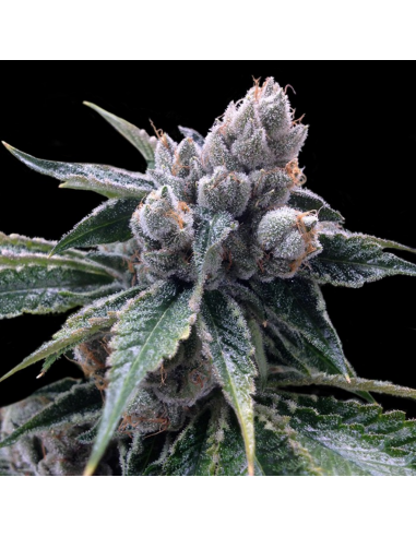 Dna Genetics White Walker Kush Fem - Imagen 1