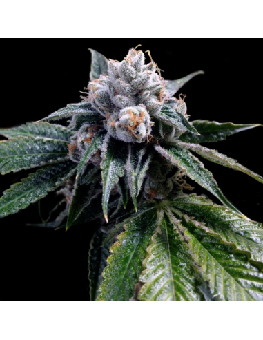 Dna Genetics Lemon Walker Fem - Imagen 1