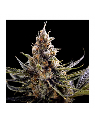 Dna Genetics 24K Gold Fem. - Imagen 1