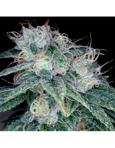 Dna Genetics Sour Diesel Fem - Imagen 1