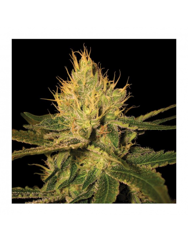 Dna Genetics Cannalope Haze Fem - Imagen 1