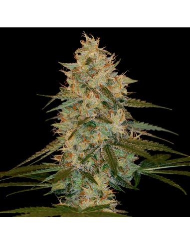 Dna Genetics Chocolope Reg. - Imagen 1