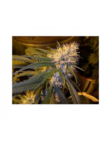 Dna Genetics Super Cannalope Reg - Imagen 1