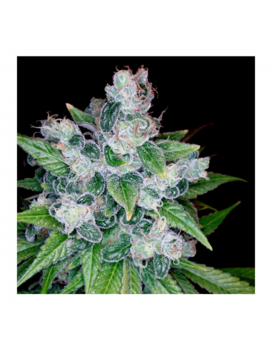 Dna Genetics Kandy Kush Reg. - Imagen 1