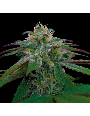 Dna Genetics X18 Pure Pakistani Reg. - Imagen 1