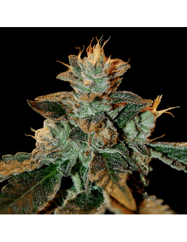 Dna Genetics Cataract Kush Reg. - Imagen 1