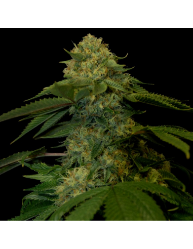 Dna Genetics Tora Bora Reg. - Imagen 1