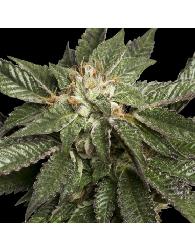 Dna Genetics La Confidential Reg. - Imagen 1