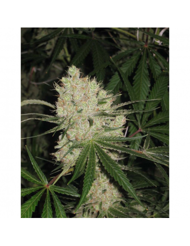 Dna Genetics Pure Afghan Reg. - Imagen 1