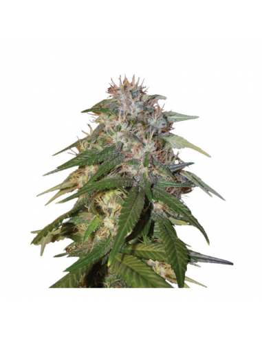 Dna Genetics Sour Cream Reg. - Imagen 1