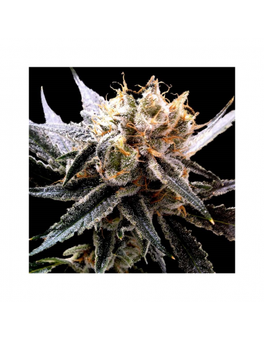 Dna Genetics Crocketts Sour Tangie Reg. - Imagen 1