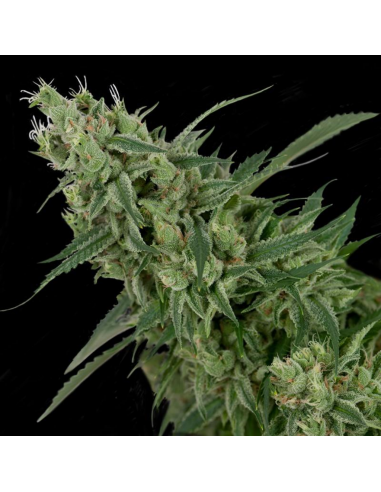 Dna Genetics Double Tangie Banana Reg. - Imagen 1