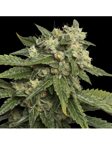 Dna Genetics Sour Kosher 6Und Fem - Imagen 1