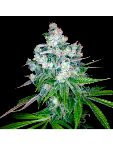 Dna Genetics Kandy Kush x Skunk Reg. - Imagen 1