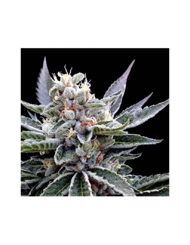 Dna Genetics White Alien Fem - Imagen 1