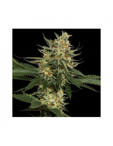 Dna Genetics Tangie 13Und Reg. - Imagen 1